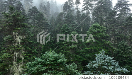 Beautiful forest landscape in Sichuan,China Beautiful forest landscape in Sichuan,China 109289484