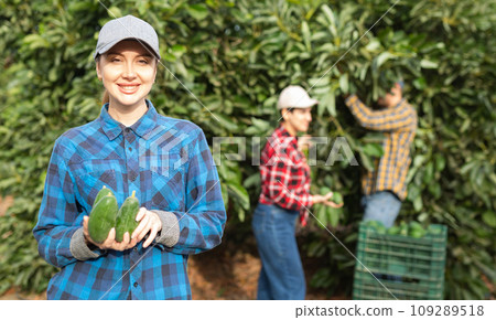 Positive farmers picking avocados in fruit farm 109289518