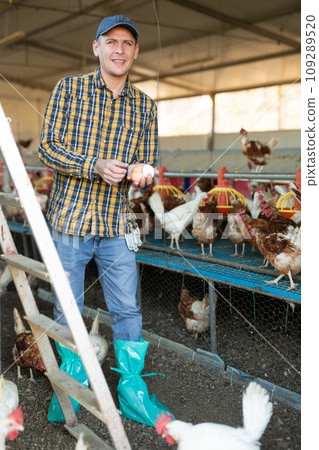 experienced european adult man collecting eggs in chicken farm 109289520