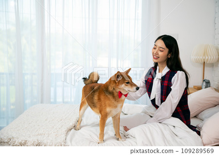 Young pretty Asian woman sitting and persecute Brown Shiba inu dog on white bed 109289569