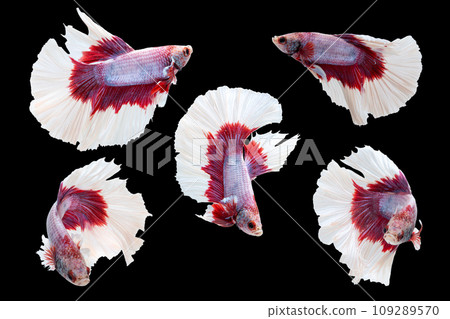 Haft moon tail Betta action combine, Siamese fighting fish, red and white coloured pla-kad 109289570
