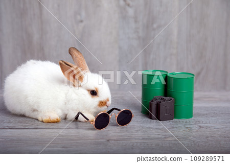 Close up White young adorable bunny sitting with green metal fuel oil tank and gallon 109289571