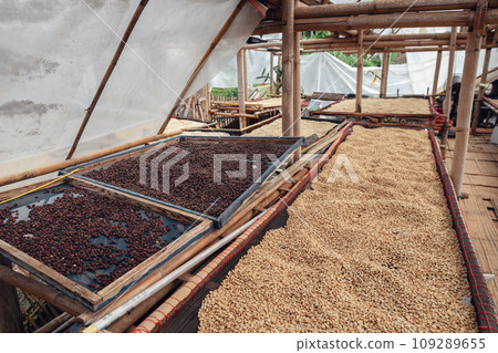 Dried coffee beans,Coffee beans are dried in a greenhouse. 109289655