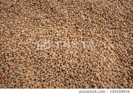 Dried coffee beans,Coffee beans are dried in a greenhouse. 109289656