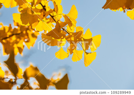 Looking up at the yellow ginkgo leaves Looking up at the yellow ginkgo leaves 109289949