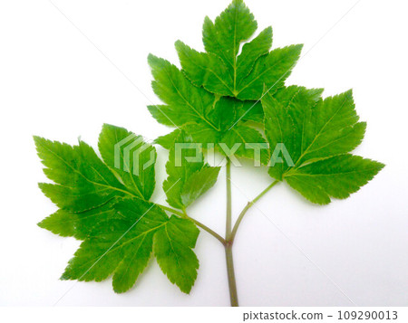 明天離開 109290013