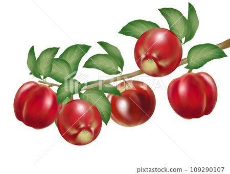 Illustration of apple tree branch Illustration of apple tree branch 109290107