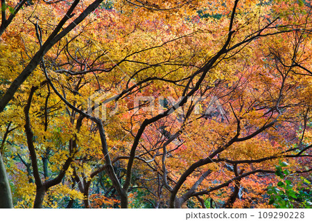 Landmark in full autumn leaves Landmark in full autumn leaves 109290228