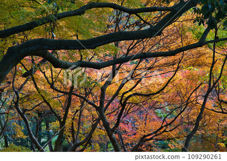 Landmark in full autumn leaves Landmark in full autumn leaves 109290261