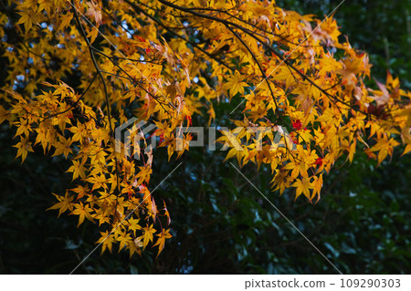 Landmark in full autumn leaves Landmark in full autumn leaves 109290303