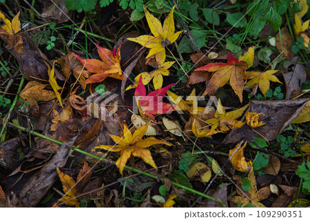 Landmark in full autumn leaves Landmark in full autumn leaves 109290351
