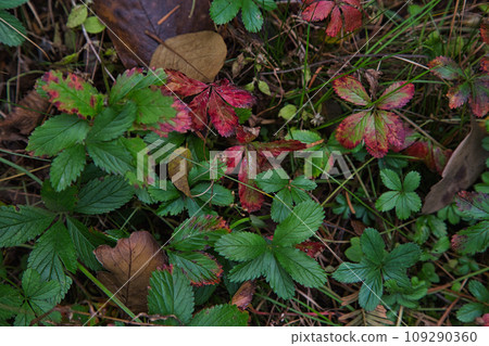 Landmark in full autumn leaves 109290360