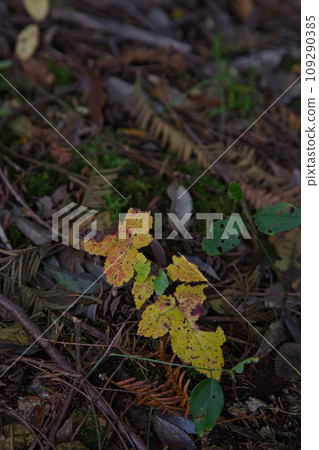 Landmark in full autumn leaves Landmark in full autumn leaves 109290385