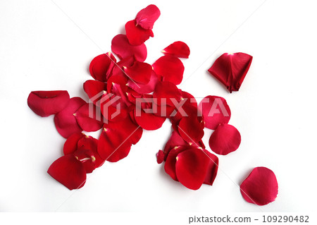 Red rose petals scattered on isolated white background. Red rose petals scattered on isolated white background. 109290482