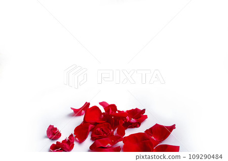 Red rose petals scattered on isolated white background. Red rose petals scattered on isolated white background. 109290484