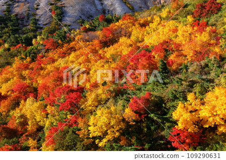 連接福島縣福島市高湯溫泉和土湯峠的萬代東天際線鴨鹿澤附近的秋葉 連接福島縣福島市高湯溫泉和土湯峠的萬代東天際線鴨鹿澤附近的秋葉 109290631
