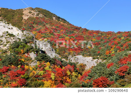 Autumn leaves near Kamoshikazawa on the Bandai Azuma Skyline, which connects Takayu Onsen and Tsuchiyu Pass, Fukushima City, Fukushima Prefecture 109290648