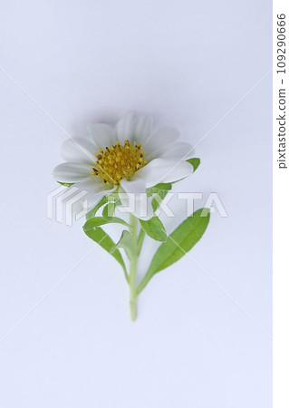 White chamomile flowers on a white background White chamomile flowers on a white background 109290666