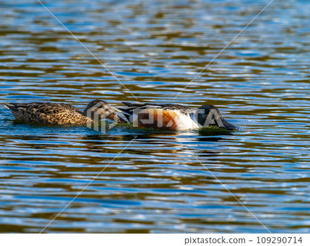 Male and female shoveler swimming 109290714