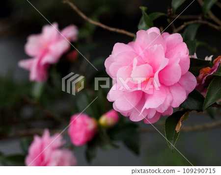 Pink sasanqua (maiden sasanqua flower) Pink sasanqua (maiden sasanqua flower) 109290715