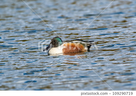 Shoveler swimming in a pond 109290719