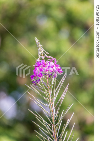 Flowers of Fireweed, Chamaenerion angostifolium on a sunny summer day Flowers of Fireweed, Chamaenerion angostifolium on a sunny summer day 109290725