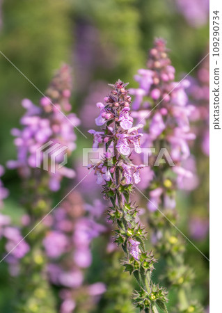 Close up of stachys officinalis, Betonica officinalis foliage. 109290734