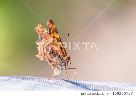 Orange colored butterfly (Polygonia c-album) resting Orange colored butterfly (Polygonia c-album) resting 109290737