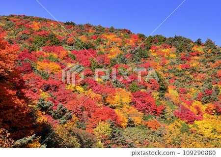 Fukushima City, Fukushima Prefecture: Autumn leaves near Otomezawa on Bandai Azuma Skyline, which connects Takayu Onsen and Tsuchiyu Pass Fukushima City, Fukushima Prefecture: Autumn leaves near Otomezawa on Bandai Azuma Skyline, which connects Takayu Onsen and Tsuchiyu Pass 109290880