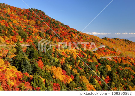 Fukushima City, Fukushima Prefecture: Autumn leaves near Otomezawa on Bandai Azuma Skyline, which connects Takayu Onsen and Tsuchiyu Pass 109290892