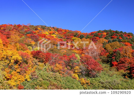 Fukushima City, Fukushima Prefecture: Autumn leaves near Otomezawa on Bandai Azuma Skyline, which connects Takayu Onsen and Tsuchiyu Pass 109290920