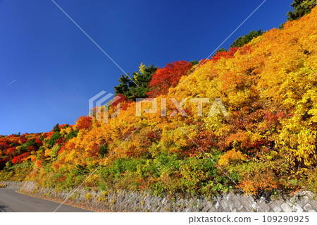Fukushima City, Fukushima Prefecture: Autumn leaves near Otomezawa on Bandai Azuma Skyline, which connects Takayu Onsen and Tsuchiyu Pass 109290925