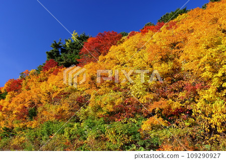 Fukushima City, Fukushima Prefecture: Autumn leaves near Otomezawa on Bandai Azuma Skyline, which connects Takayu Onsen and Tsuchiyu Pass 109290927