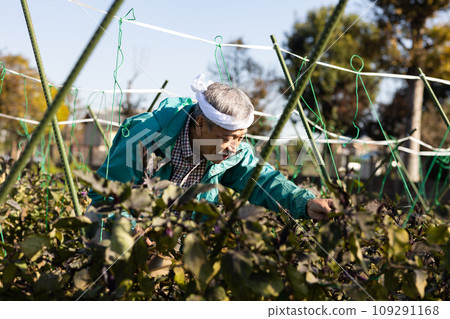 Men harvesting vegetables 109291168