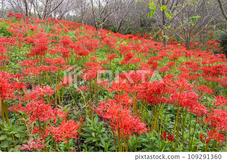 寶山湖公園文殊菩薩 寶山湖公園文殊菩薩 109291360