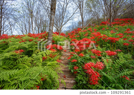 Cluster amaryllis in Baoshan Lake Park 109291361