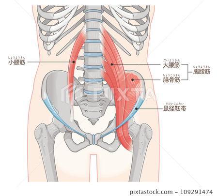 Iliopsoas muscle, muscles around the pelvis, inguinal ligament, psoas major, psoas minor, iliac muscle, illustration, illustration 109291474