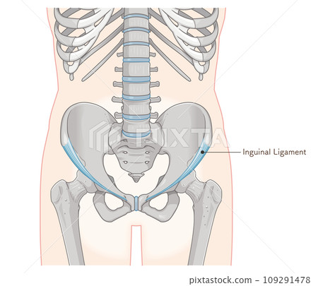 inguinal ligament, hip joint, pelvis, femur, spine, illustration, illustration 109291478