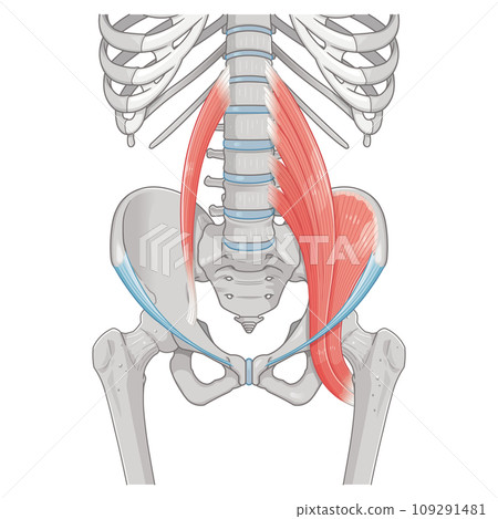 髂腰肌、骨盆周圍的肌肉、腹股溝韌帶、腰大肌、腰小肌、髂肌、插圖、插圖 髂腰肌、骨盆周圍的肌肉、腹股溝韌帶、腰大肌、腰小肌、髂肌、插圖、插圖 109291481