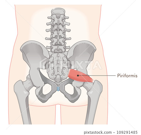 梨狀肌 梨狀肌 髖關節 脊椎 插圖 109291485