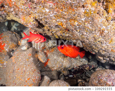 Beautiful black-spotted ibis (Family: Acanthidae), white-spotted ibis (Family: Corridae), and others in an underwater cave. Shizuoka Prefecture Beautiful black-spotted ibis (Family: Acanthidae), white-spotted ibis (Family: Corridae), and others in an underwater cave. Shizuoka Prefecture 109291555