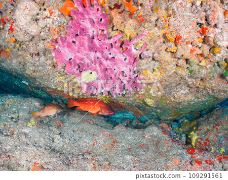 Hirizo 海灘水下洞穴中的美麗紅石斑魚(Geridae)。從靜岡縣伊豆半島加茂郡南伊豆町中木搭乘渡輪前往。 Hirizo 海灘水下洞穴中的美麗紅石斑魚(Geridae)。從靜岡縣伊豆半島加茂郡南伊豆町中木搭乘渡輪前往。 109291561