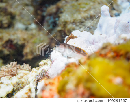 Hirizo 海灘上一隻可愛的年輕鬃躄魚（銀蓮花科）。從靜岡縣伊豆半島加茂郡南伊豆町中木橫渡。 109291567