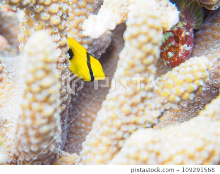 A cute young redfin sea bream (family Chaetodonidae) that lives in the table coral (Acropora acropora) on Hirizo Beach. 109291568