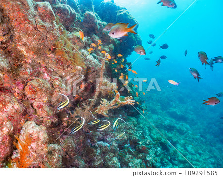 A beautiful school of Moorfish (Trinidae), Goldfish (Family Arunidae) and others at the Hirizo Beach drop-off. A beautiful school of Moorfish (Trinidae), Goldfish (Family Arunidae) and others at the Hirizo Beach drop-off. 109291585