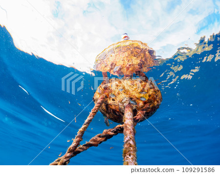 Cute young Chinese silverfish (Filefish family) and other fish attached to a buoy at Hirizo Beach. Nakagika, Minamiizu Town, Kamo District, Izu Peninsula, Shizuoka Prefecture Cute young Chinese silverfish (Filefish family) and other fish attached to a buoy at Hirizo Beach. Nakagika, Minamiizu Town, Kamo District, Izu Peninsula, Shizuoka Prefecture 109291586