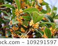Kinmokusei 109291597