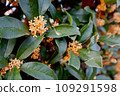 Kinmokusei 109291598