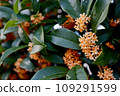 Kinmokusei 109291599