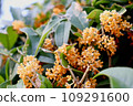 Kinmokusei 109291600